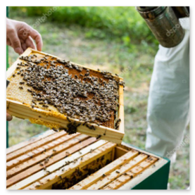 Marcos de una colmena llenos de abejas trabajando