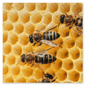 Panales con cría de abeja dentro de la colmena