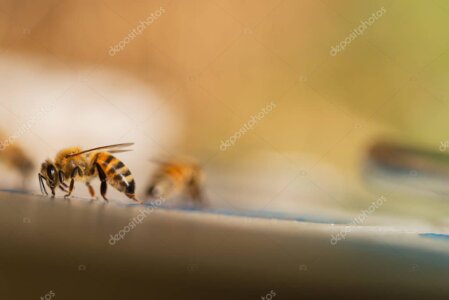 Familia de apicultores revisando cuidadosamente un marco de abejas en el apiario