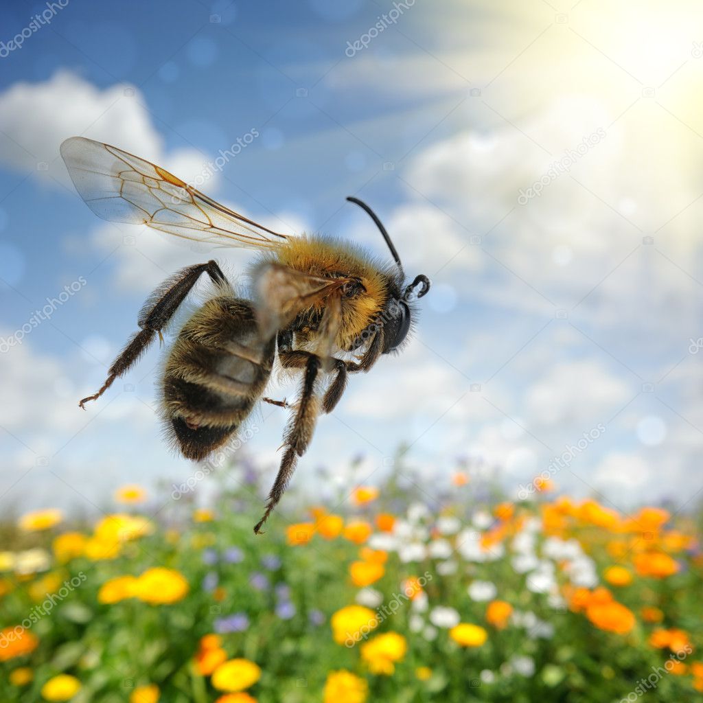 Abejas polinizando flores en un entorno verde y sano