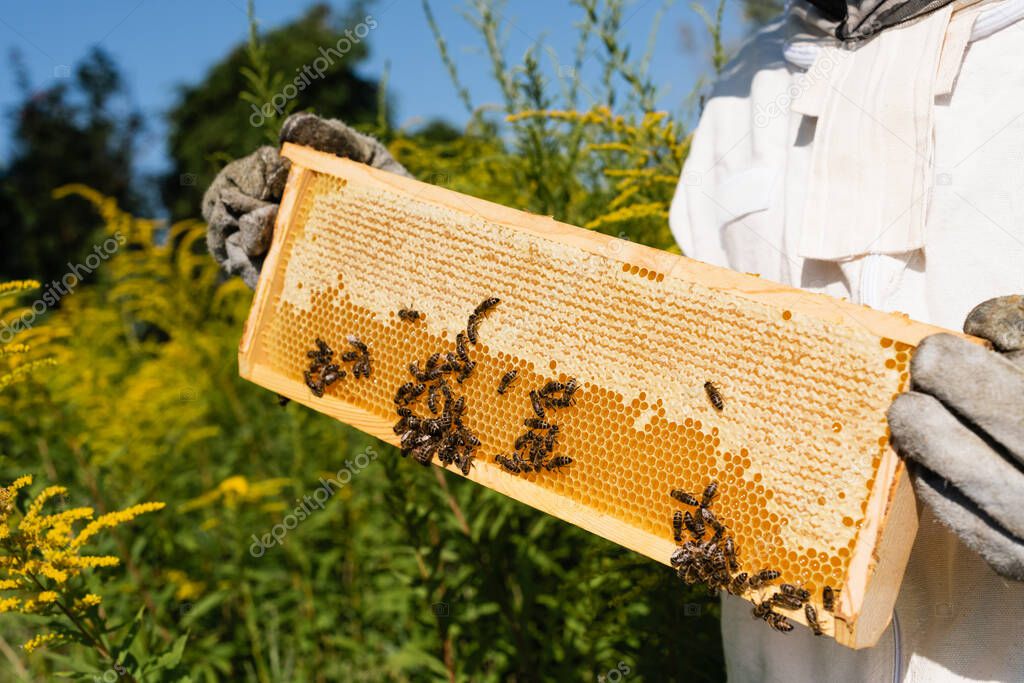 Abejas recolectando néctar en flores silvestres