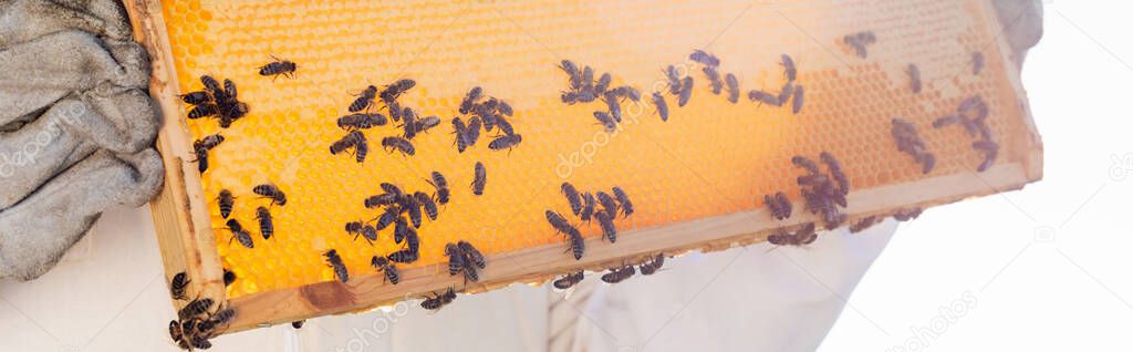 Apicultor guatemalteco revisando un panal de abejas