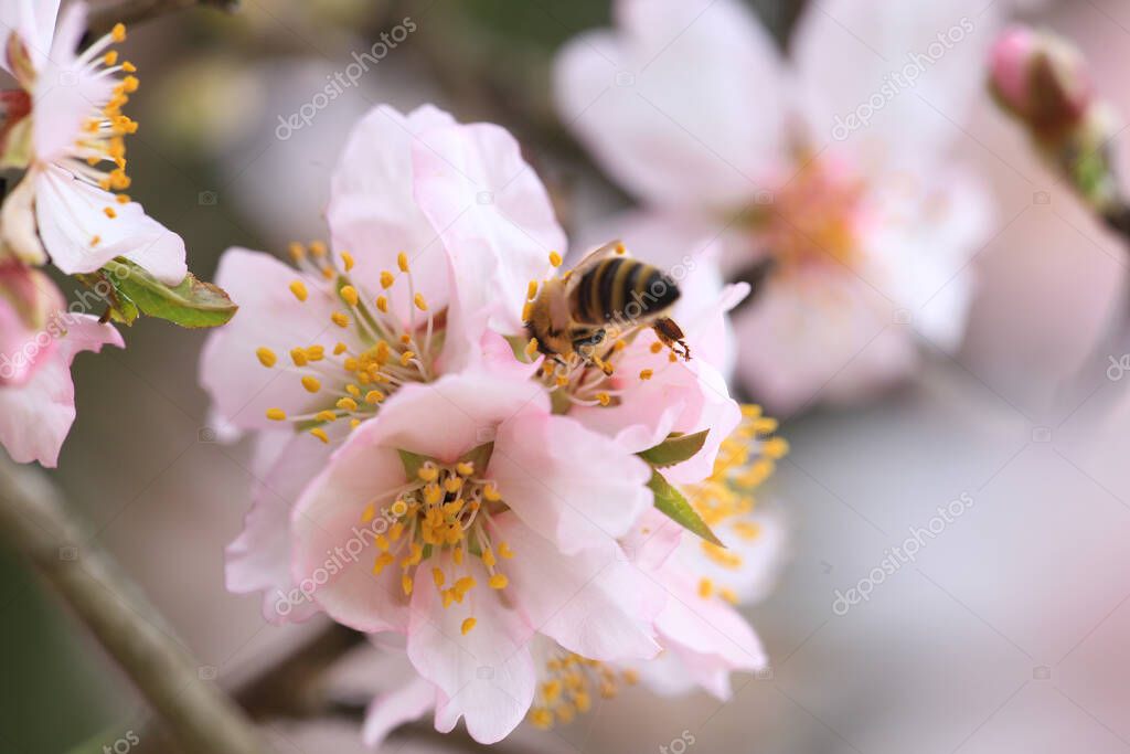 Abeja polinizando flores en un cultivo de frutas